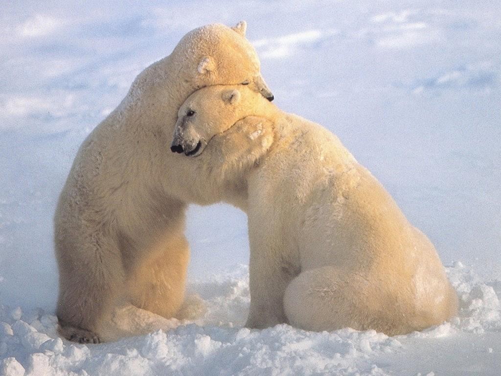 El abrazo del oso
